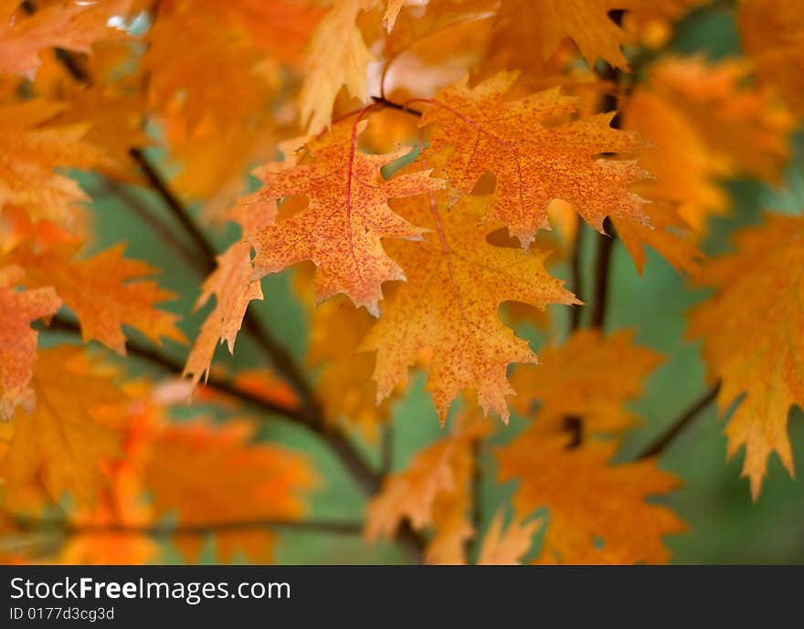 Red autumn oak leaves background. Red autumn oak leaves background