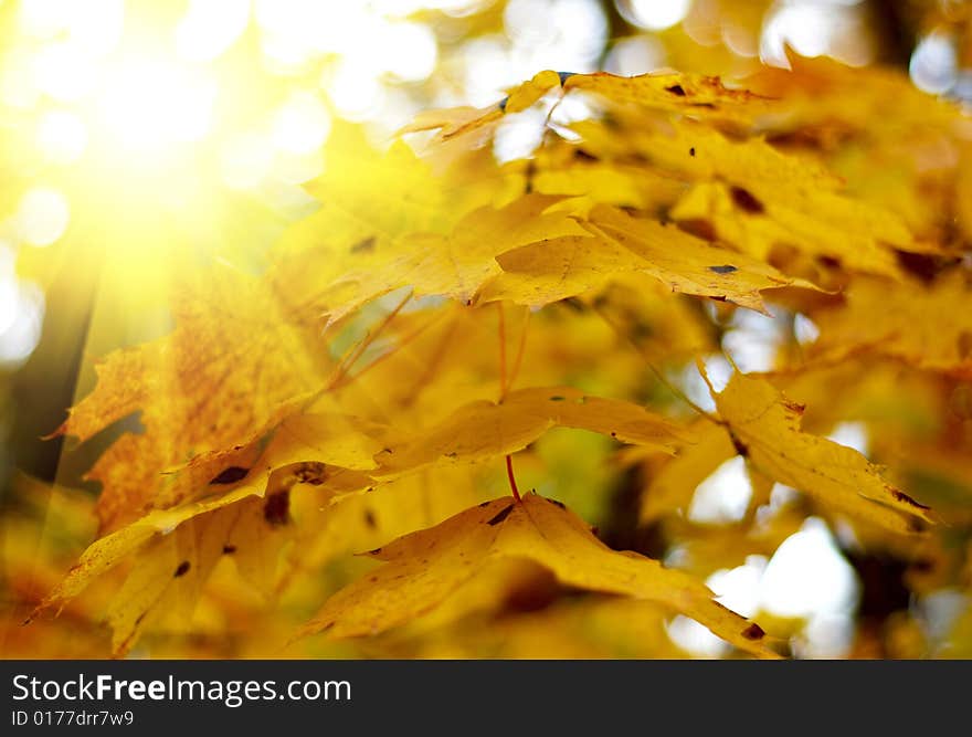 Yellow Autumn Leaves