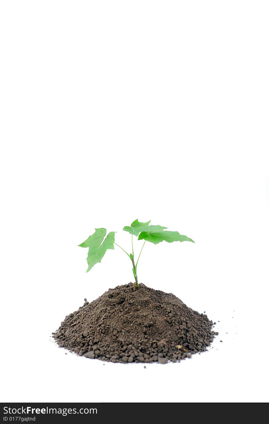 Green sprout of young tree in the ground. Green sprout of young tree in the ground