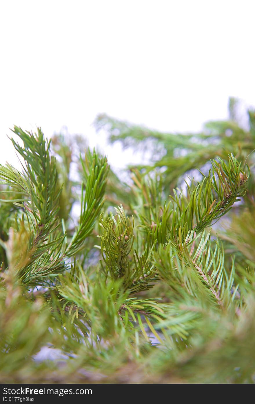 Pine tree background on a white background