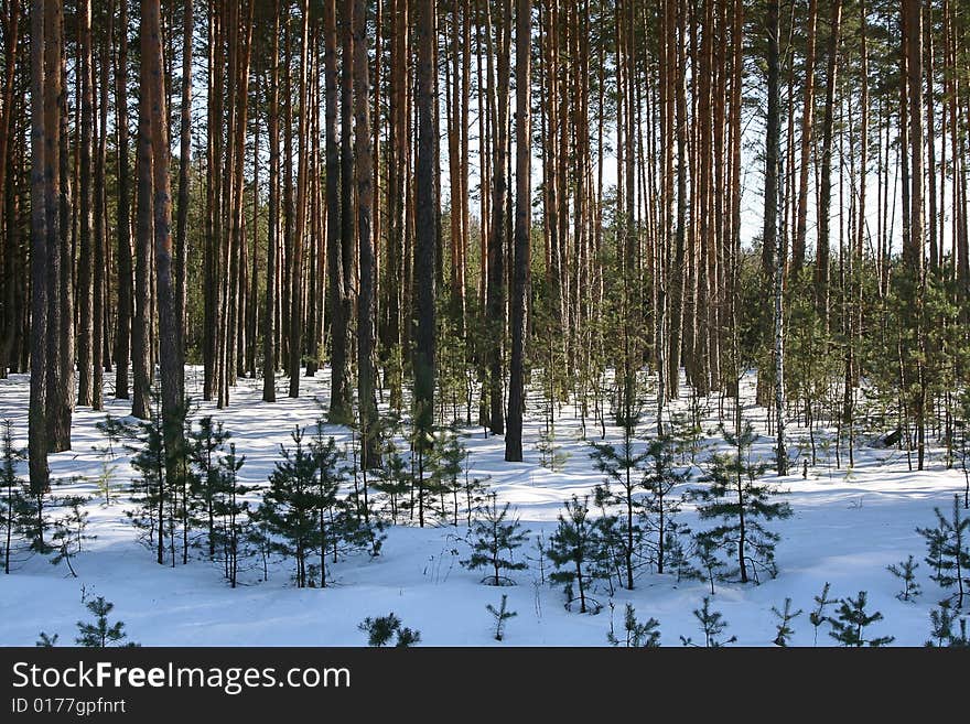 Forest covered by snow in the winter day. Forest covered by snow in the winter day