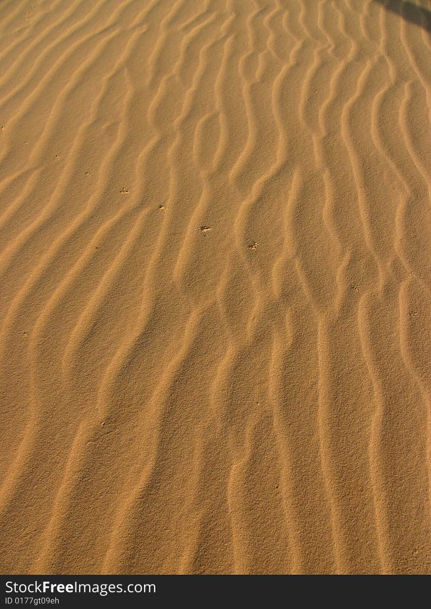 The desert is golden in the sunshine.