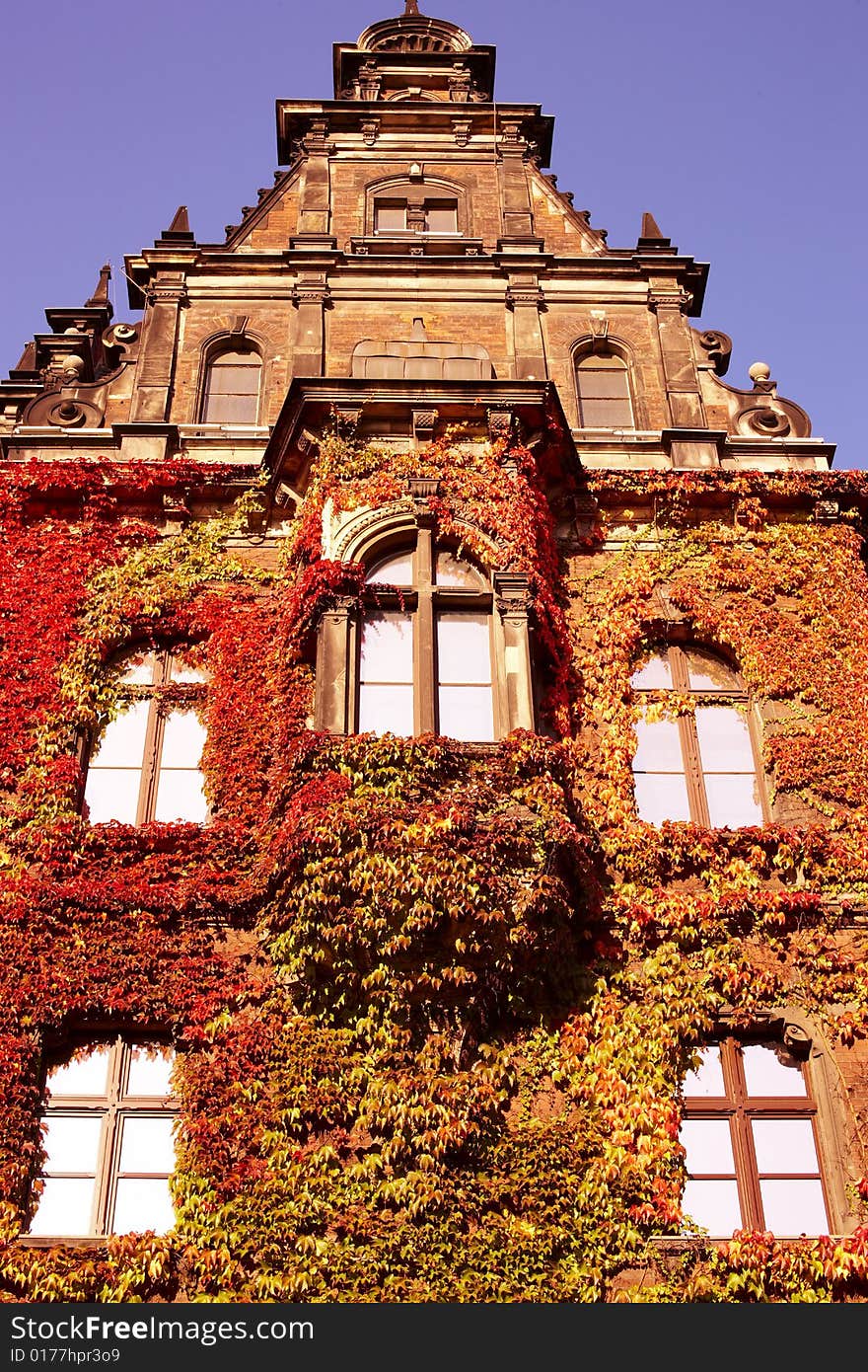 Ivy-clad wall