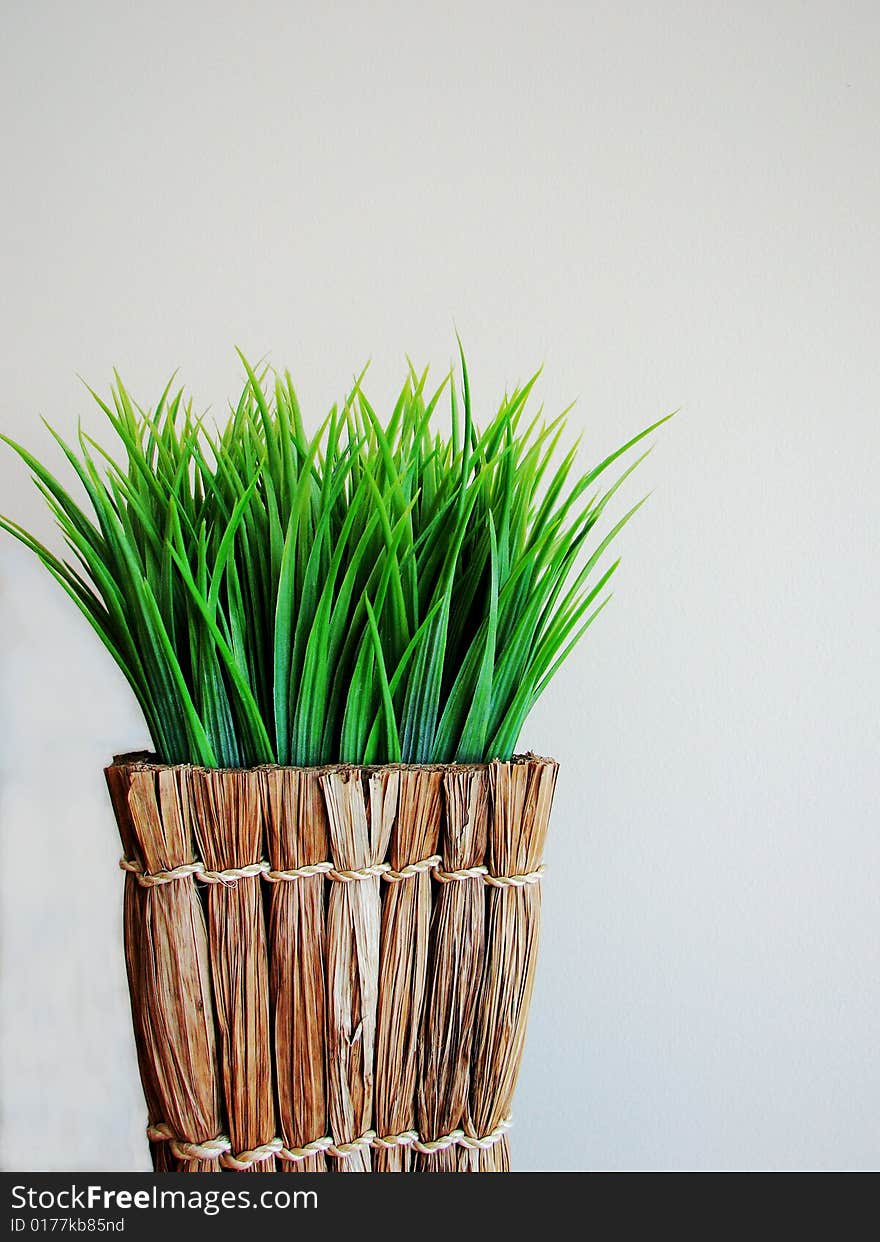 Indoor grassy plant in woven basket style pot with white background. Indoor grassy plant in woven basket style pot with white background.