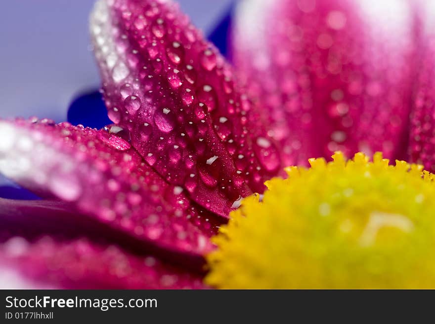 Macro of wet  daisy petals. Macro of wet  daisy petals