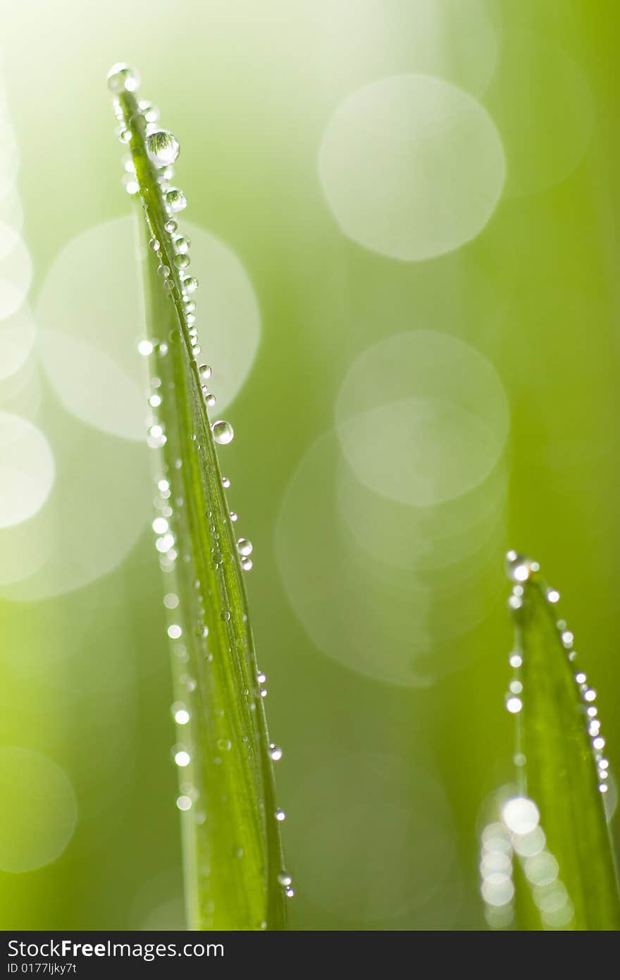 Macro of wet grass. abstract background