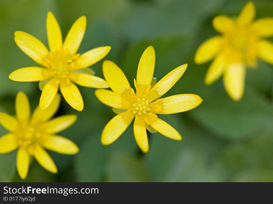 Yellow daisies in field