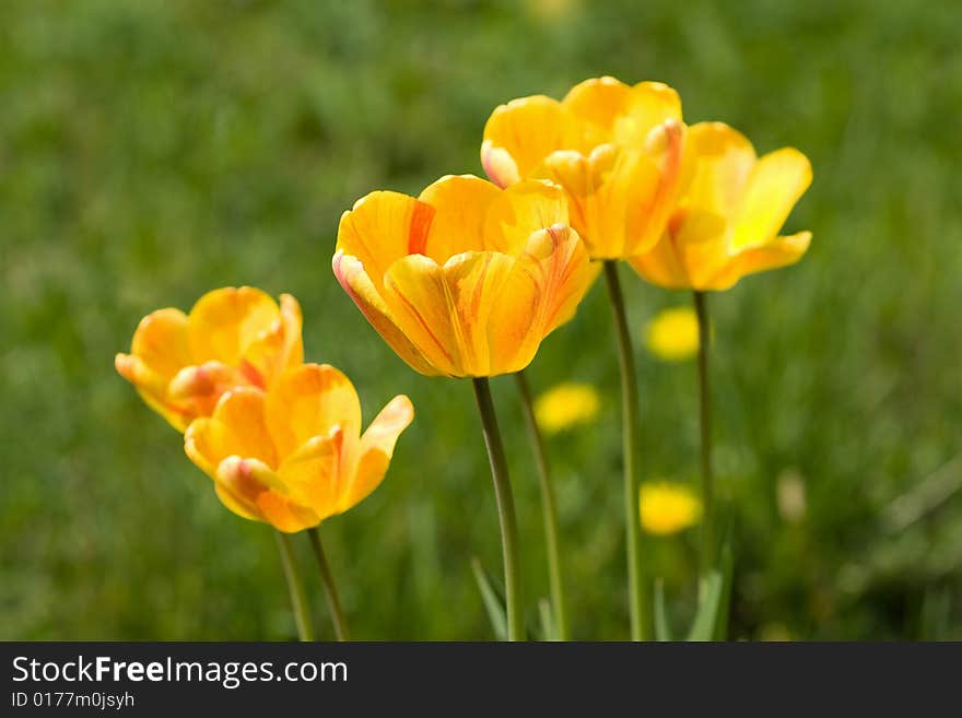 Yellow tulips in the field