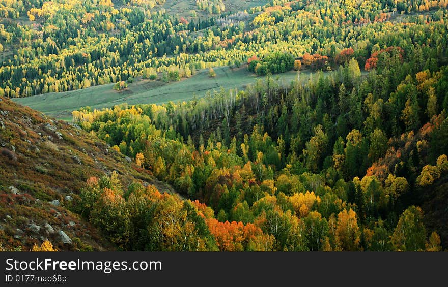 The colorful forest in Autumn. Taken from Xinjiang, China