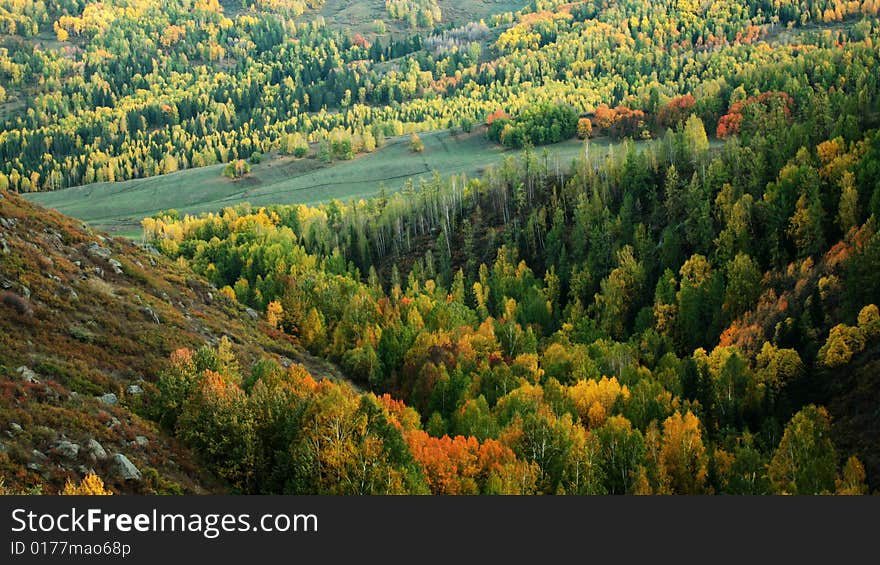 Colorful forest