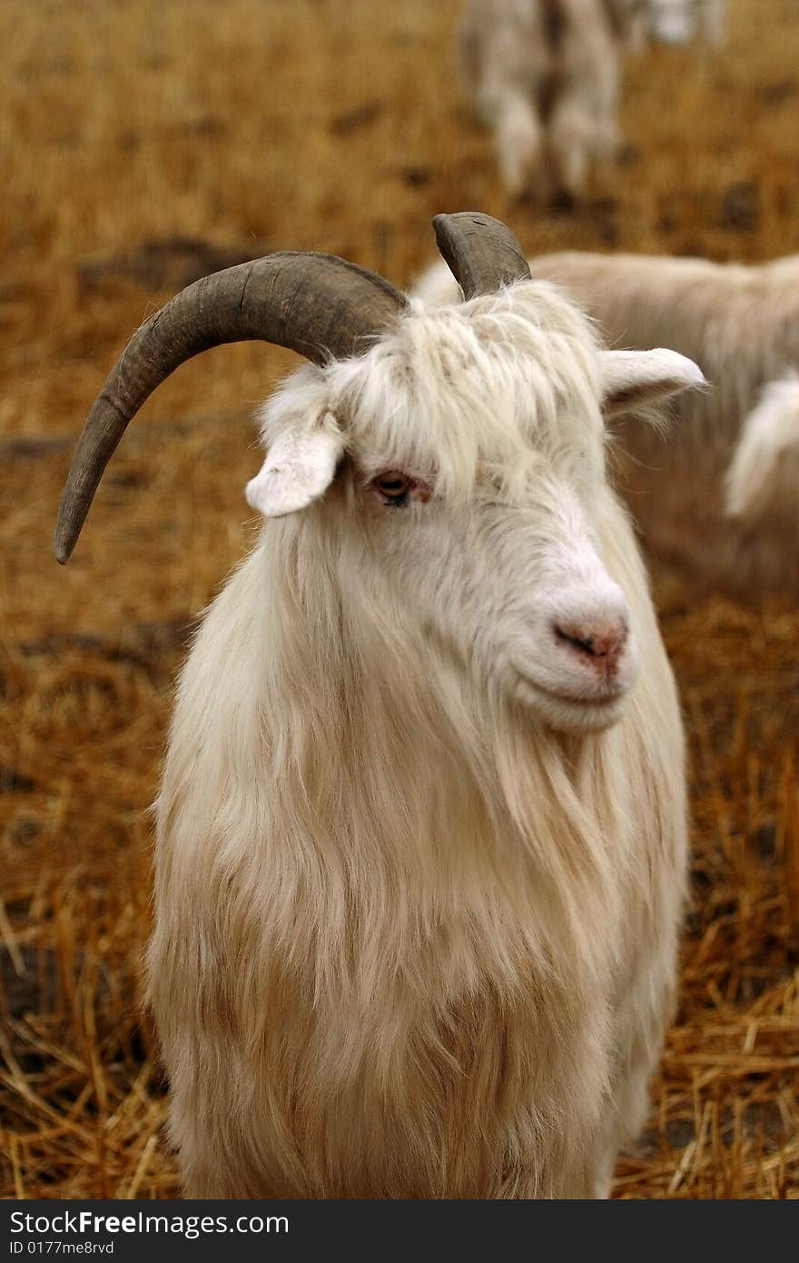 Buck with white coat in a most beatiful village in Xinjiang, China.