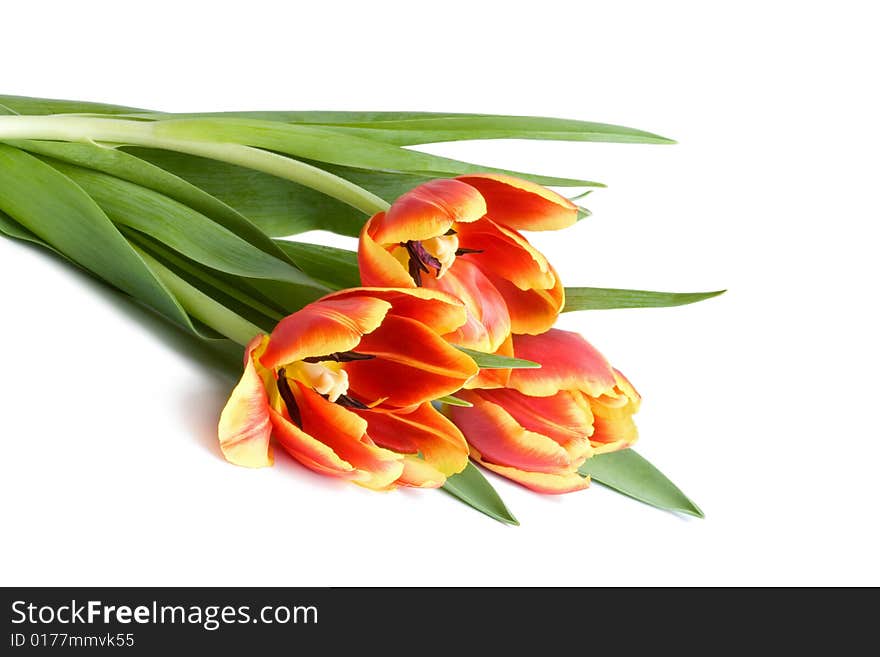 Red tulips isolated on white