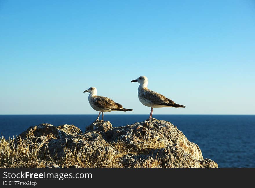 There are two seagulls on the rock and the Black Sea behind