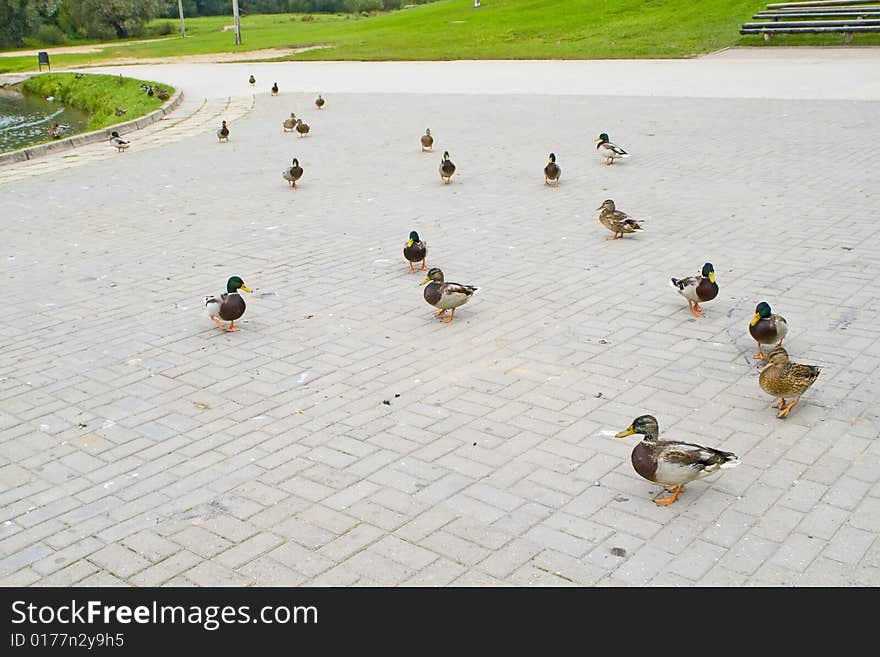 Duck In A Park