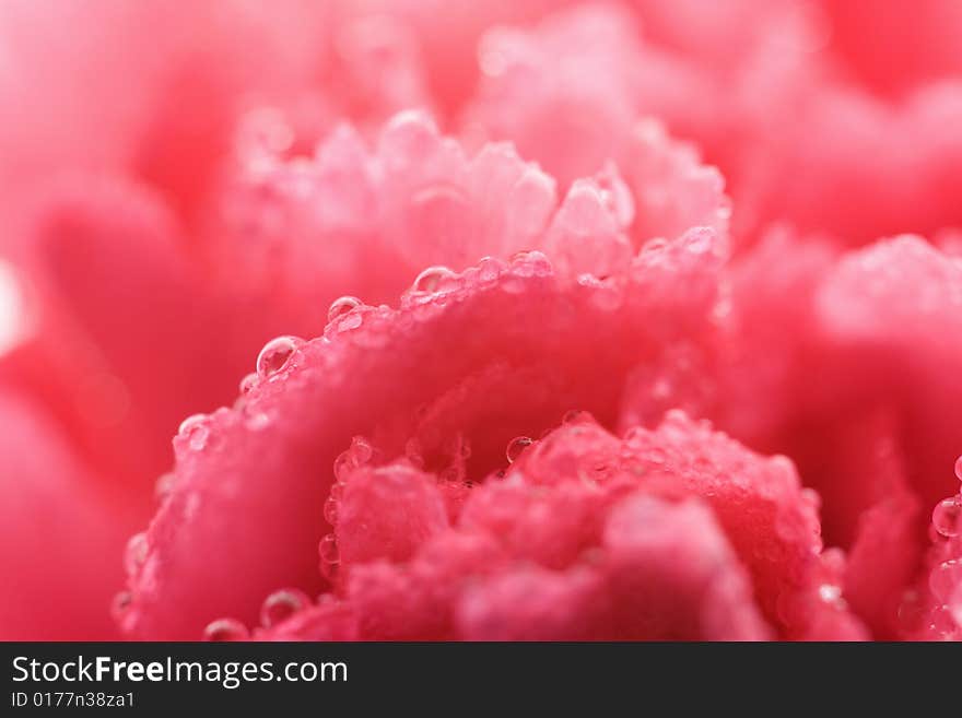 Wet carnation background