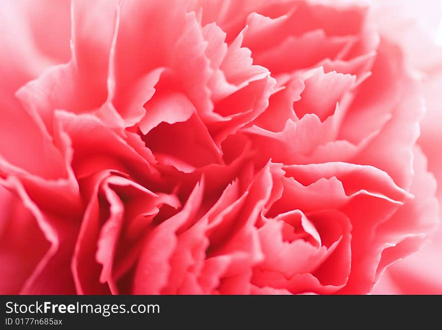 Macro of carnation flower