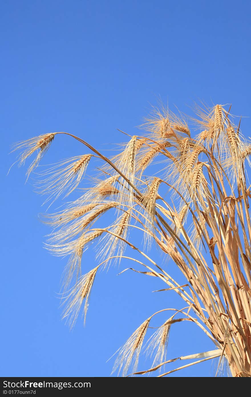 Wheat stems.