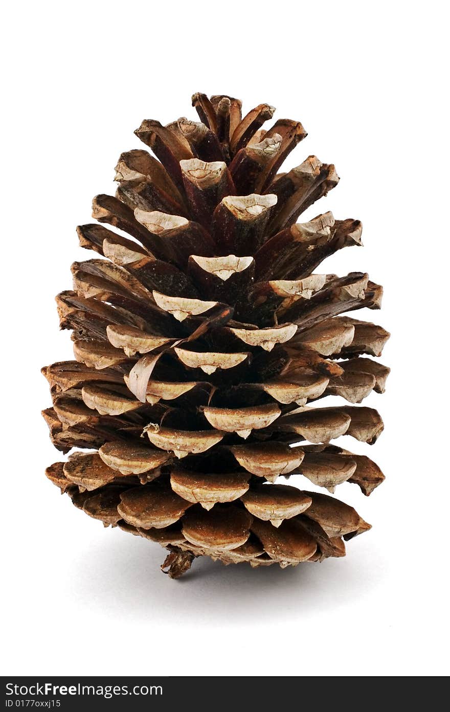 Pine cone