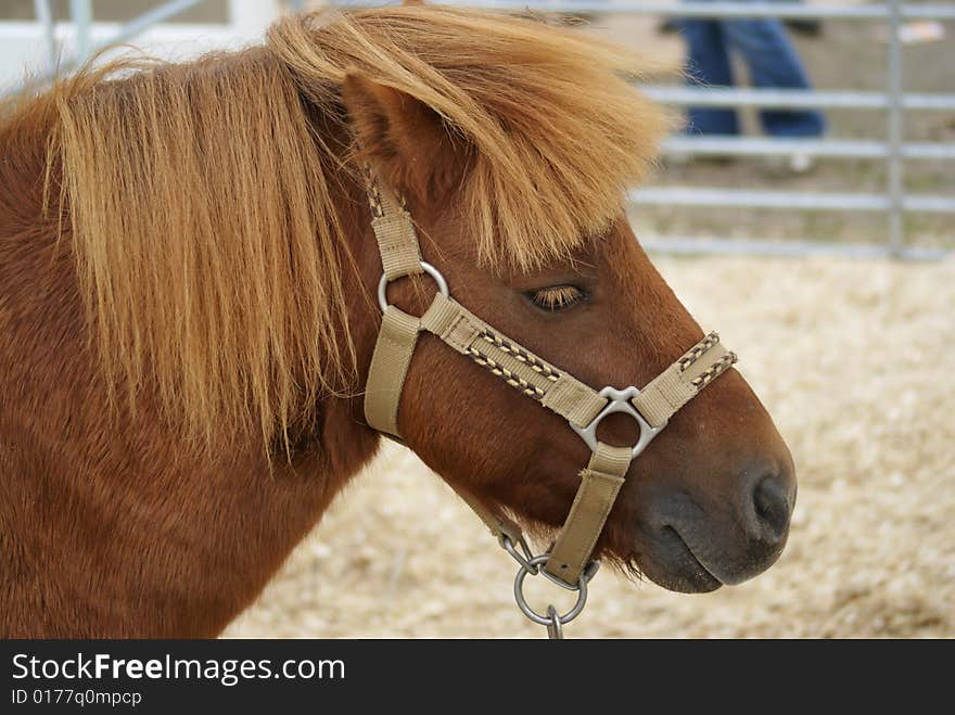 Horse in the agriculture exibition. Horse in the agriculture exibition.