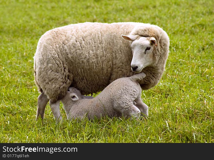 Little lamb getting some milk. Little lamb getting some milk