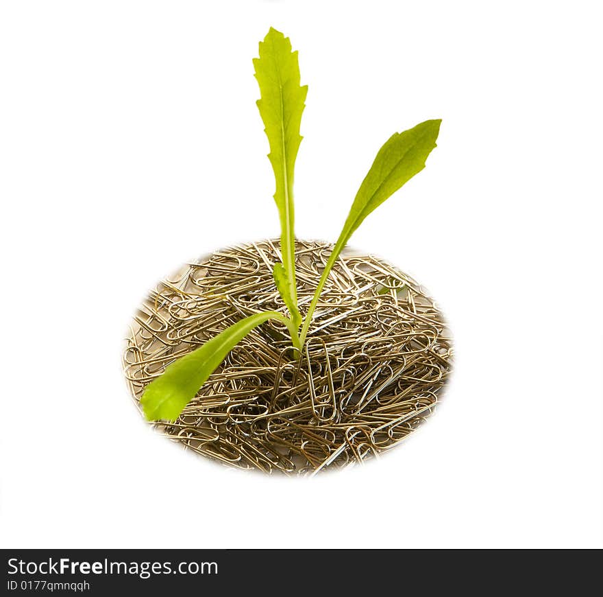 Isolated sprout growing from the paper clips