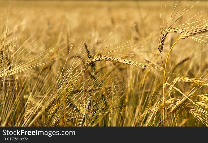 Wheat field