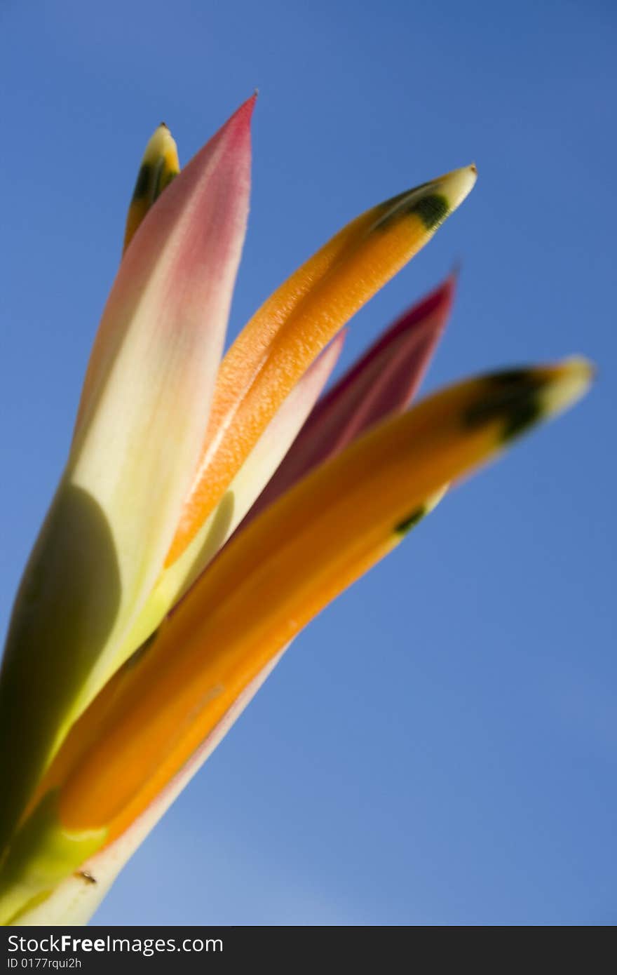 Close up of a heliconia (Bird of Paradise) over a blue sky.