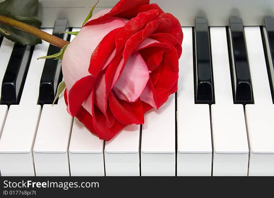 Red rose on the keyboard of the piano