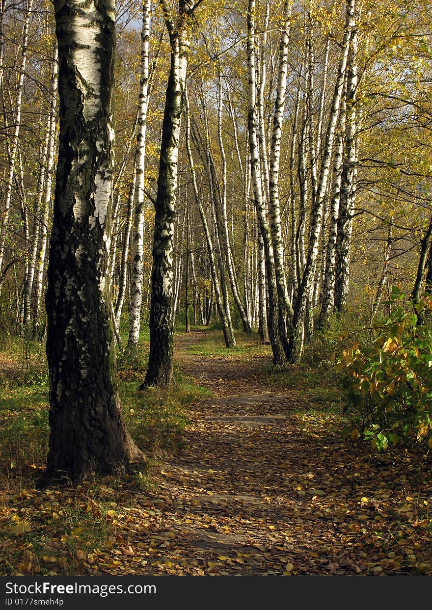 Footpath in birch grove, autumn