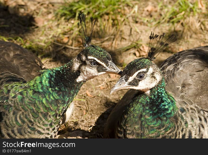 Peacock in love