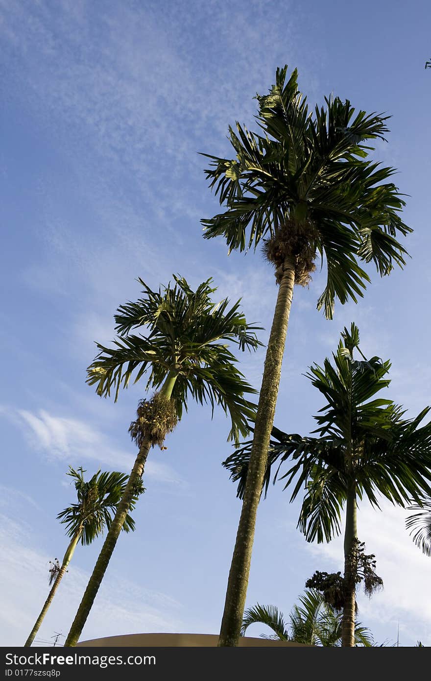 Palm tree over blue sky in a sunny day.