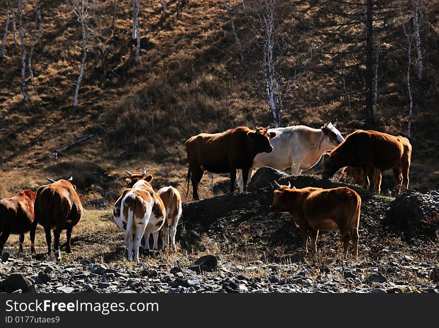 The picture was taken at Arxan national geopark inner mongolia china in early october. The picture was taken at Arxan national geopark inner mongolia china in early october.