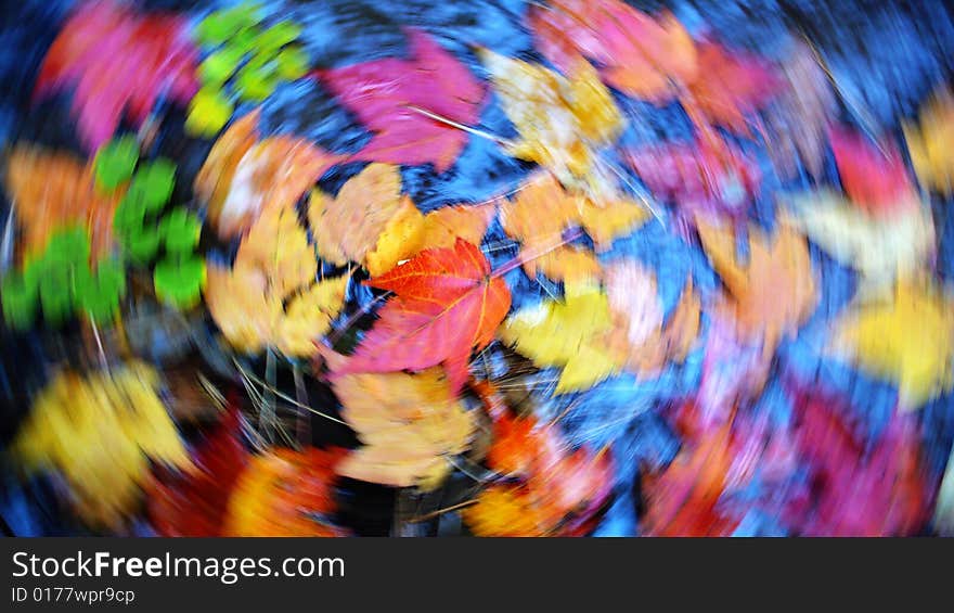 Red,golden,green leaves in rotating fall