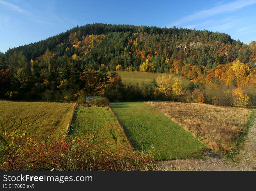 Forest durign autumn period in Czech Republic