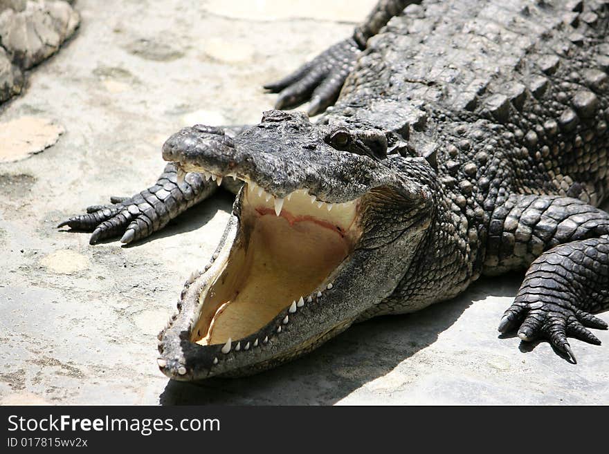 Old crocodile live in the Dusit zoo, Thailand.