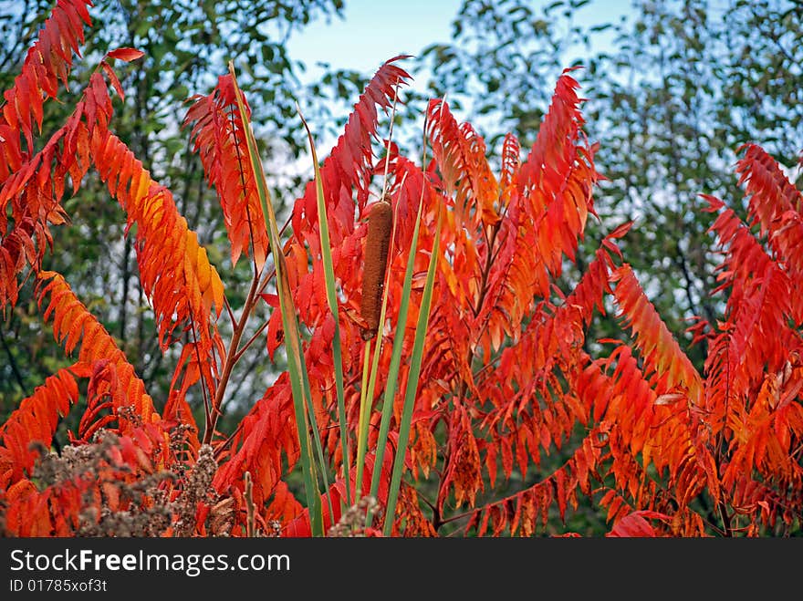 Cattail tucked in brilliant fall foliage. Cattail tucked in brilliant fall foliage.