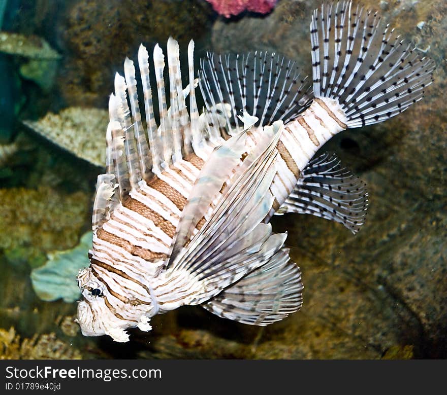 Dragon fish in the aquarium