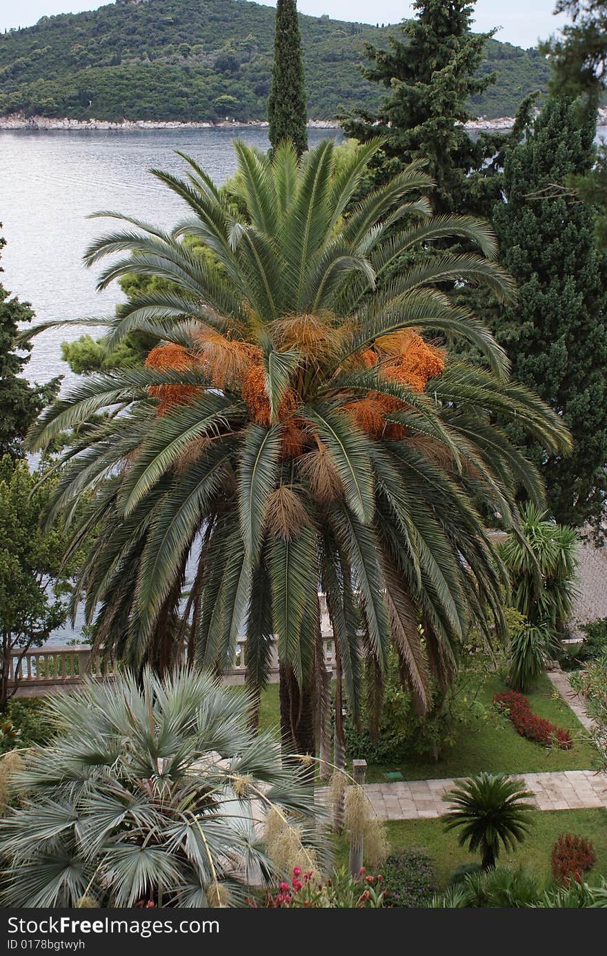 Palm tree