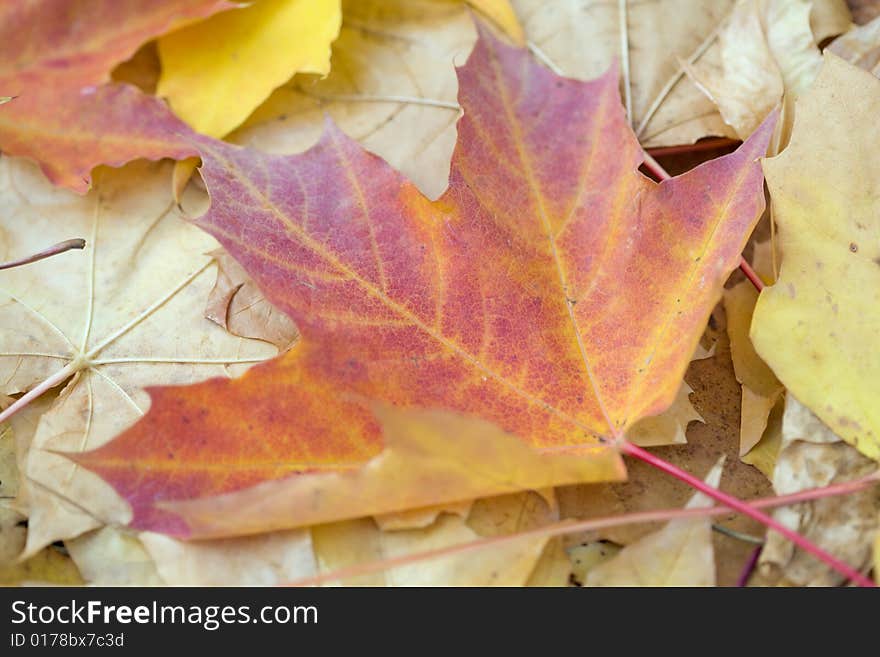 Yellow autumn maple  leaves lie