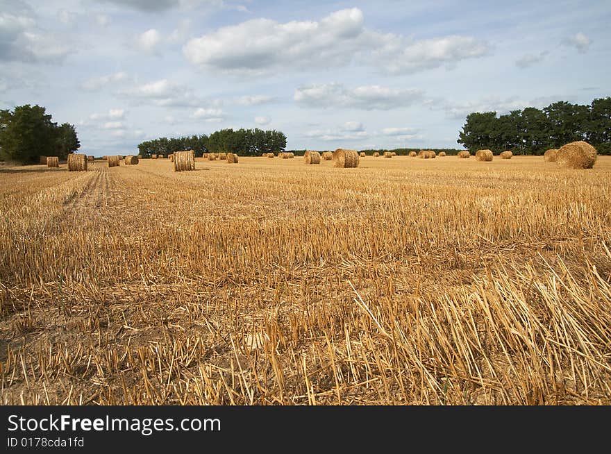 Hay bales in harvested field