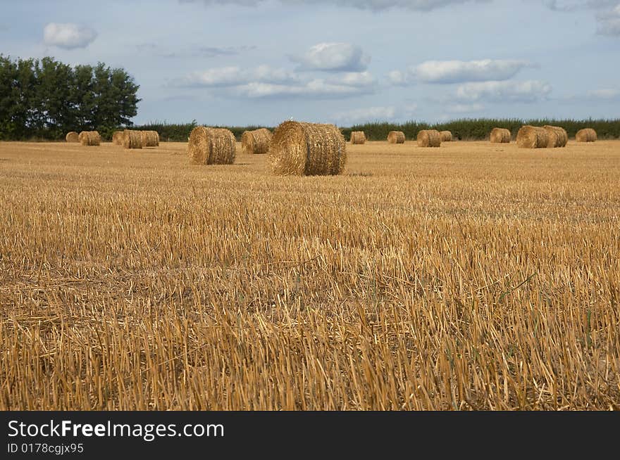 Hay bales in harvested field