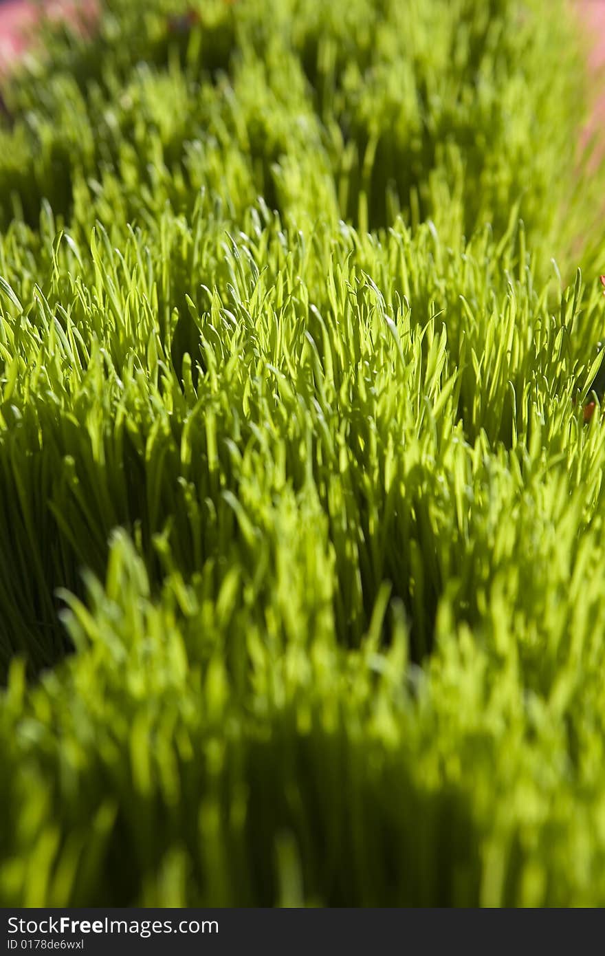 Blades Of Grass In The Sunlight