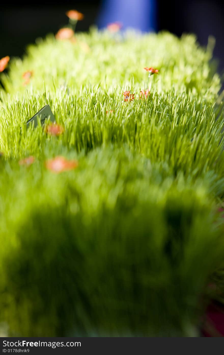 Blades of grass glinting in the light at a low angle. Blades of grass glinting in the light at a low angle