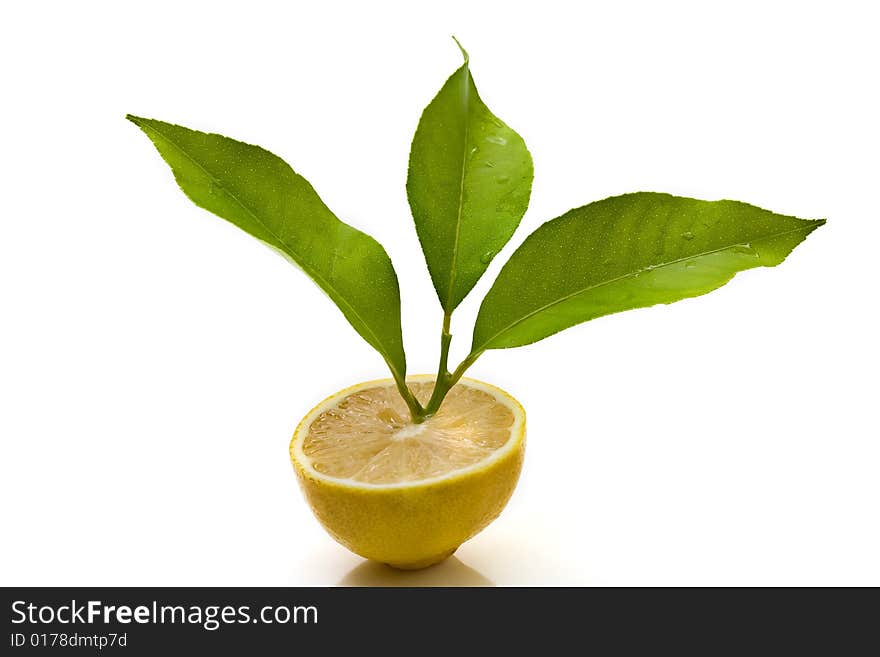 Ripe lemons isolated on white