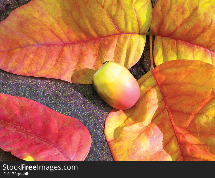 Close-up of colorful fall leaves with acorn and ant. Close-up of colorful fall leaves with acorn and ant.