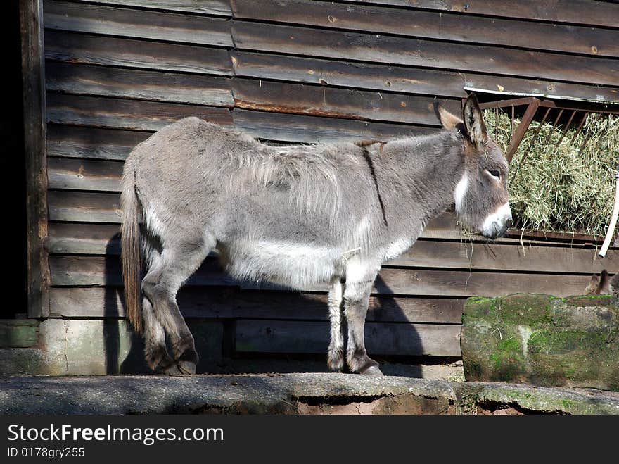 Grey donkey