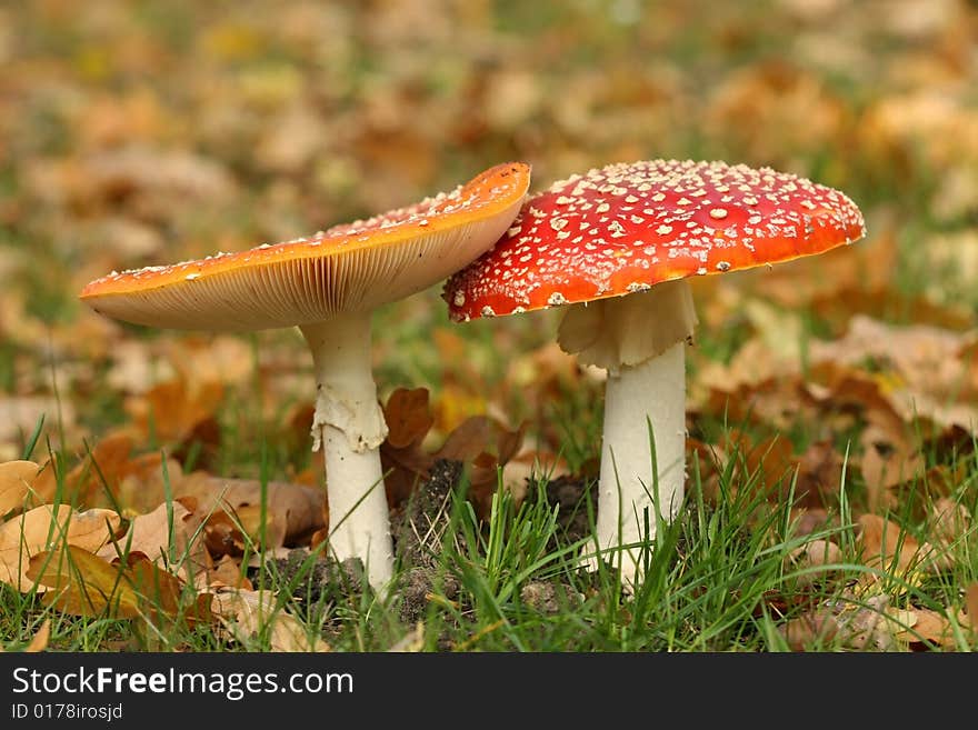 Autumn Scene: Two Toadstools