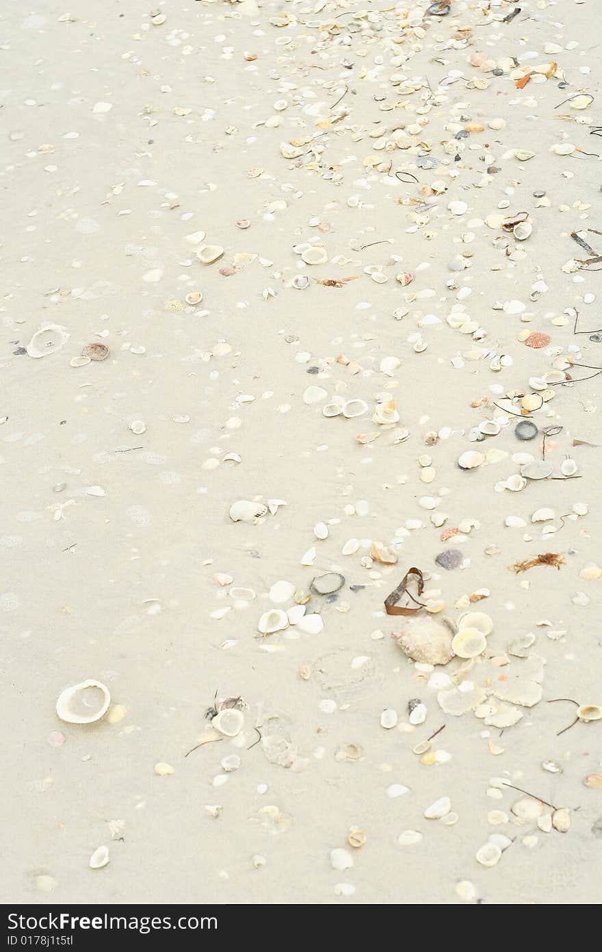 Shot of seashells in the sand vertical