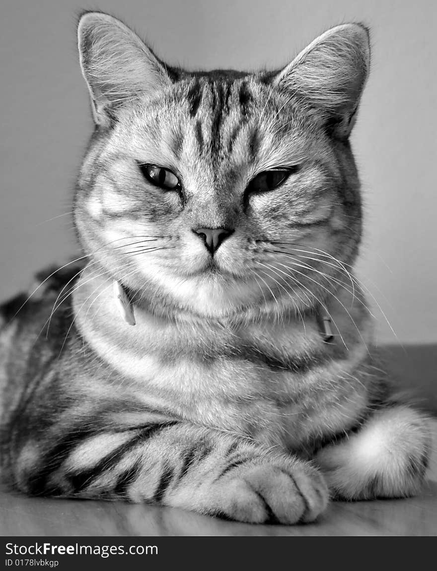 Black & White picture of British cat. Black & White picture of British cat