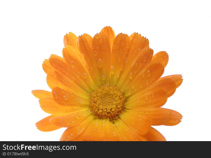 Close-up of an orange flower with water drops on the petals. Close-up of an orange flower with water drops on the petals.